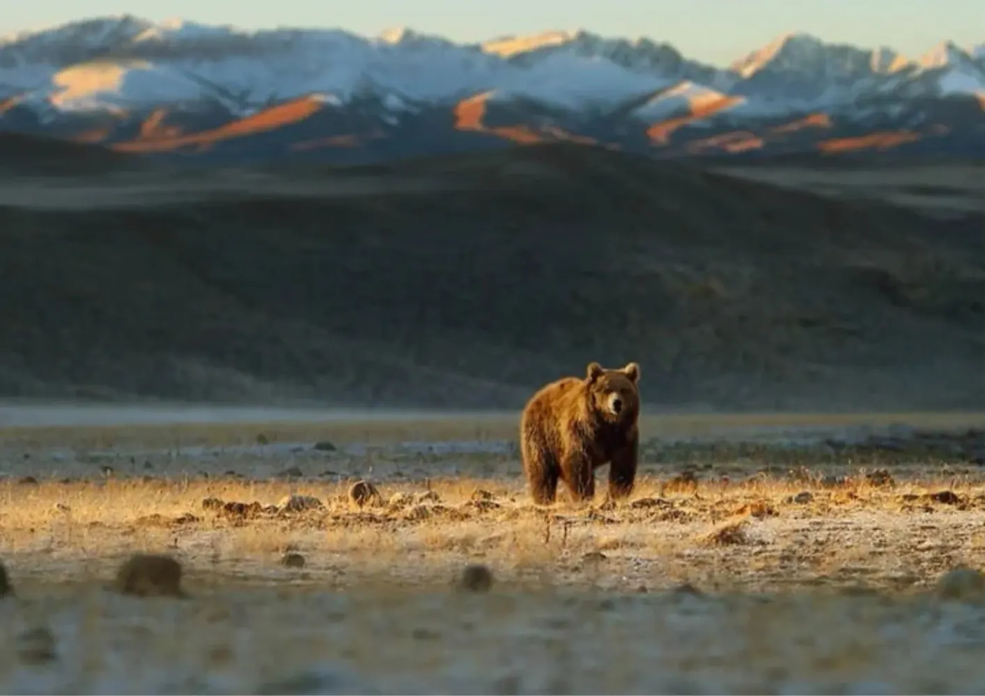 Wildlife-1