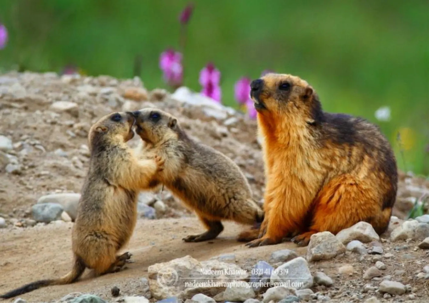 Wildlife-2