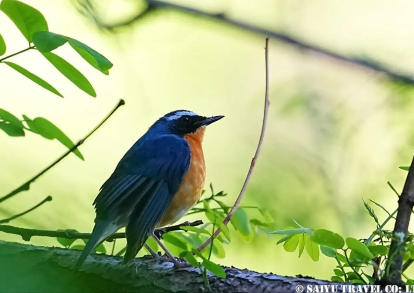 Wildlife-5