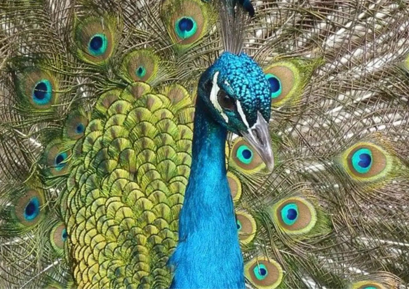Wildlife-6
