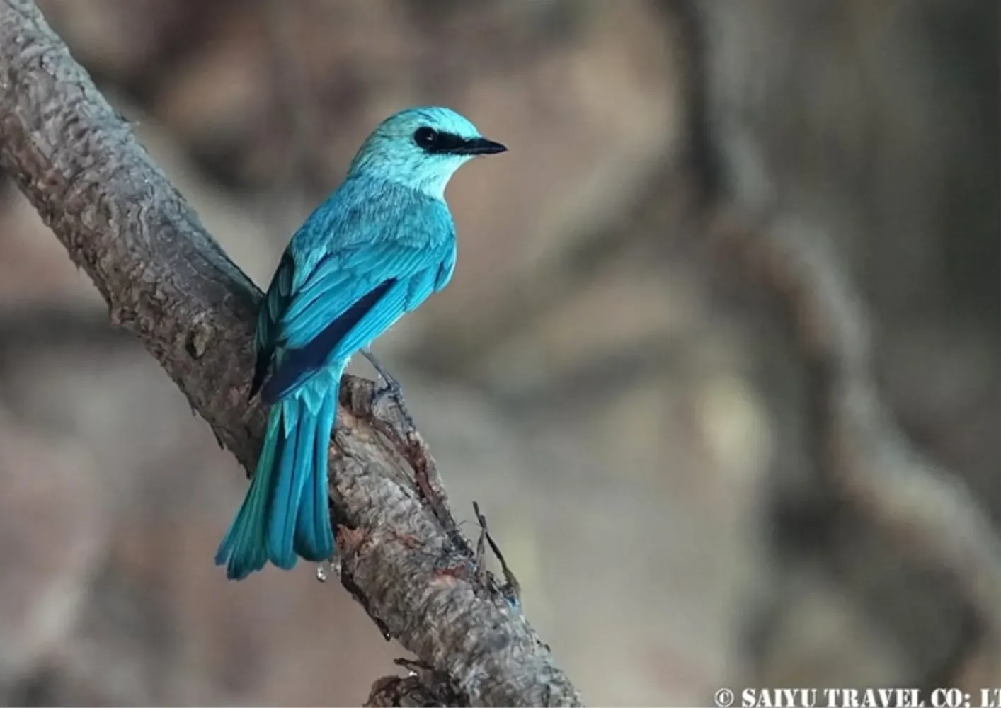 Wildlife-7
